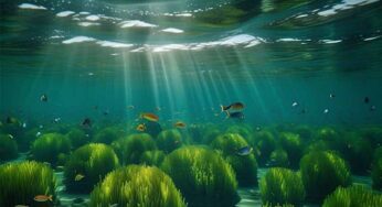 World Seaweed Day: Celebrating the Ocean’s Superfood!
