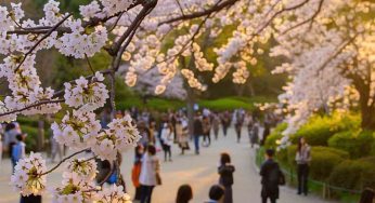Kyoto in Spring: Sakura Blooms and Historic Temples