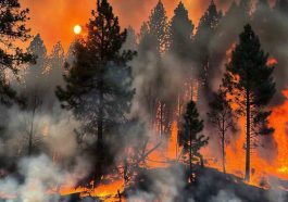 The Climate Emergency